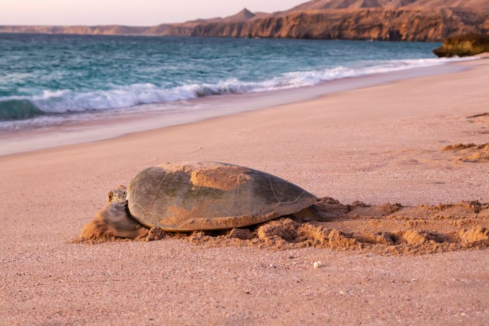 Omán Ras Al Jinz Zelená mořská želva Chelonia mydas se vrací na moře za úsvitu po položení vajec na pláži Ras al Jinz v Ománu