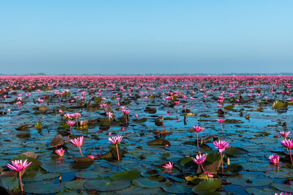 Thajsko Jezero růžového lotosu, moře červeného lotosu Kumpavapee, Udon Thani