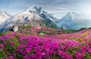 Francie Alpské rododendrony na horských polích Chamonix