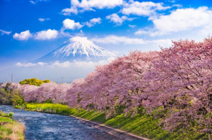 Hanami (Sakura Festival)