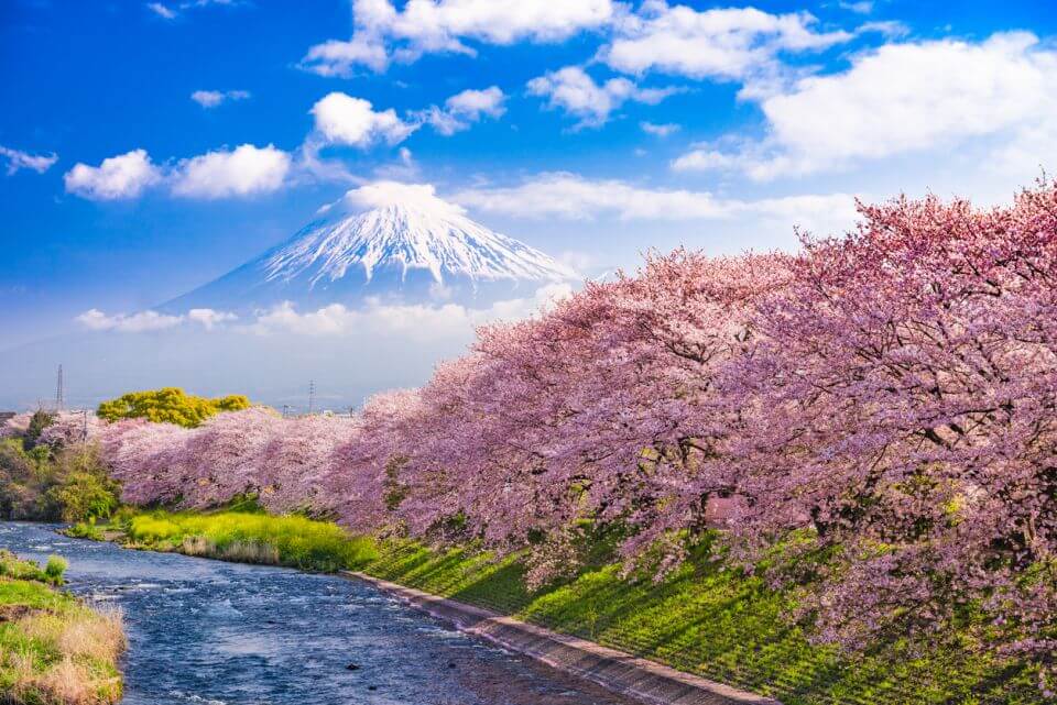 Hanami (Sakura Festival)