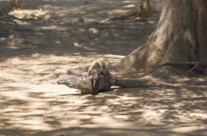 Indonésie Komodo National Park