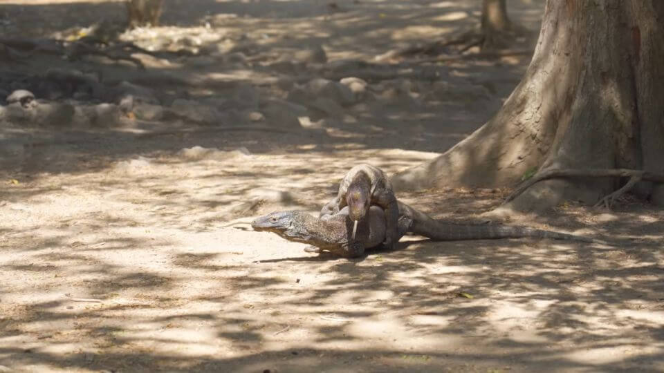 Indonésie Komodo National Park