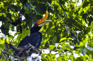 Indonésie Kalimantan (Borneo)