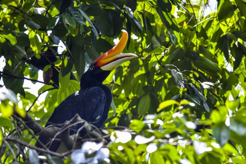 Indonésie Kalimantan (Borneo)